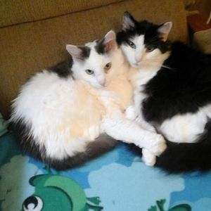 Meet your Posher, Carol